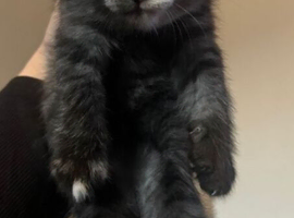 Stunning half Persian female kitten