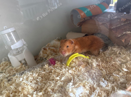 female hamster