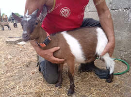 Pygmy Goats