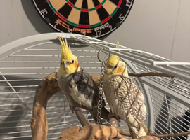 Cocktail pair