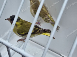 BEAUTIFUL PROVEN PAIR OF YELLOW PASTEL SISKIN