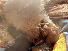 4 females one male cockapoo pups born today Wednesday 22nd of July