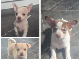 3 beautiful chihuahua puppys Ready 10th august