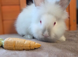 Mini Lion lop bunnies ready now