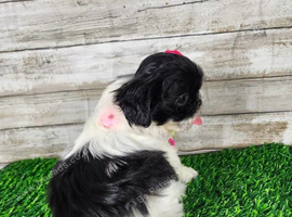 Our last 10 weeks old shih tzu