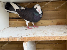 Faibtail for sale