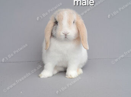 Beautiful mini lop rabbits ready now