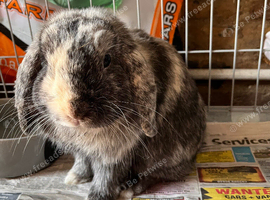 Mini lop male
