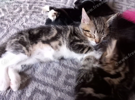 2 female black and white and Torty