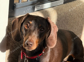 Looking for a new home for our lovely Hugo