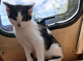 Cats for sale