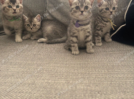 GCCF BSH registered kittens