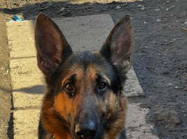 German Shepherd &ndash; Black & Tan &ndash; 3 Years Old (Workline)