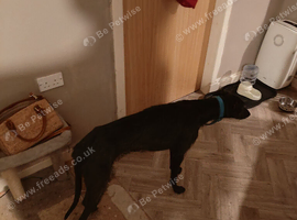 Greyhound cross