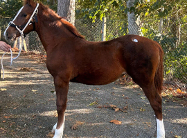 Welsh D filly foals
