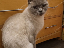 Beautiful female cat