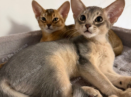 Two Gorgeous Abyssinian Kittens &zwj;