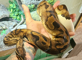 CB20 Female Pastel Pied ball python Proven Breeder