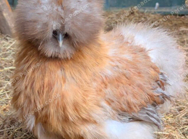 USA Silkie POL Pullets