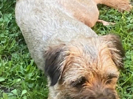 Border Terrier bitch