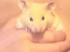 4 month old male Syrian hamster - cage - food - cleaner