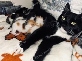 Tabby Kittens X4