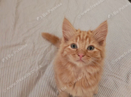 Fluffy kitten boy left