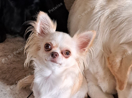 Chihuahua