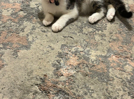 kitten needs rehoming