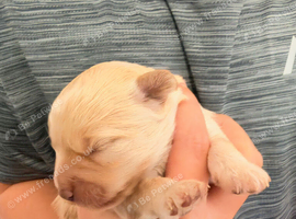 3 quarter toy poodle girl