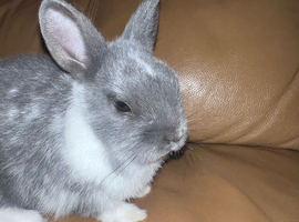 Netherland dwarf Rabbit