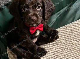 cocker spaniel puppies chocolate&tan