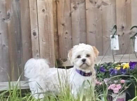 Beautiful shitzu stud