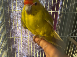 Baby hand reared kakariki