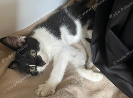 Black and White Female Kitten