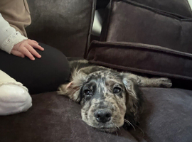 Male Cocker Spaniel Puppy