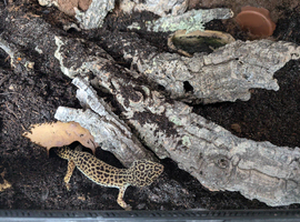 female leopard gecko with naturally scaped tank and setup included