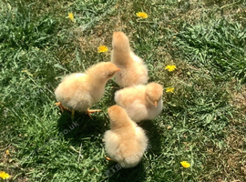 Buff Orpingtons, 3 day old chicks