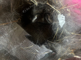 Netherland dwarf