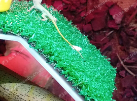 Selling my breeding anoles 2 adult females 1 adult male and 20 juveniles job lot &pound;80 ono in Wrexham