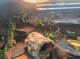 Green iguana and custom tank