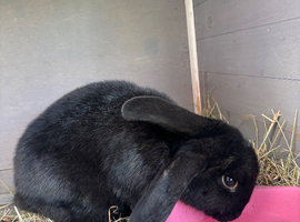 male bunny