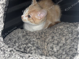 Ginger and white cat