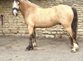 13.2 Dun Cob Gelding 3 1/2yrs old just backed