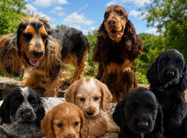 Adorable show cross cocker spaniel puppies