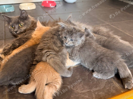 Adorable 5-Week-Old Kittens Ready for a Loving Home!