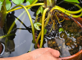 Large white pond lilies, water plants