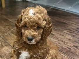 cockapoo puppies