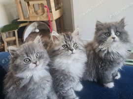 British longhair kittens mix