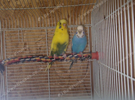 Breeding pair of budgies